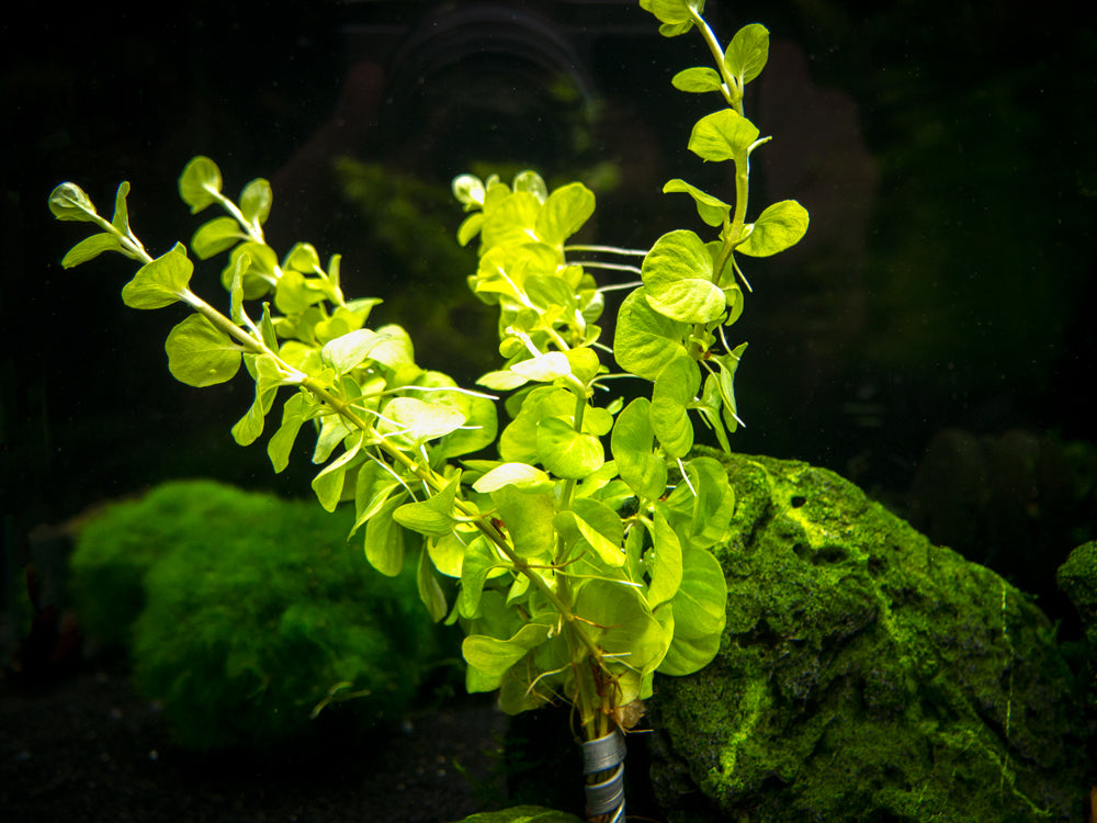 Aquatic Arts Plants BOGO Deals and Value Buys