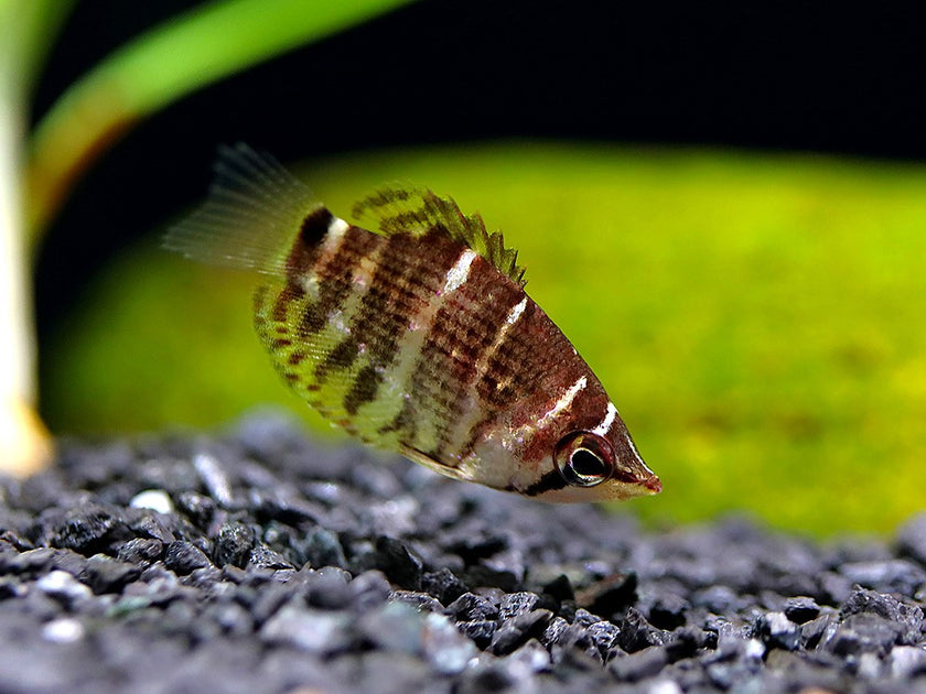 NEW ARRIVALS – Aquatic Arts