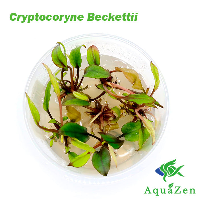 Cryptocoryne Beckettii (Crypt. Beckettii) - Tissue Culture