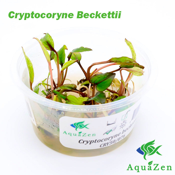 Cryptocoryne Beckettii (Crypt. Beckettii) - Tissue Culture