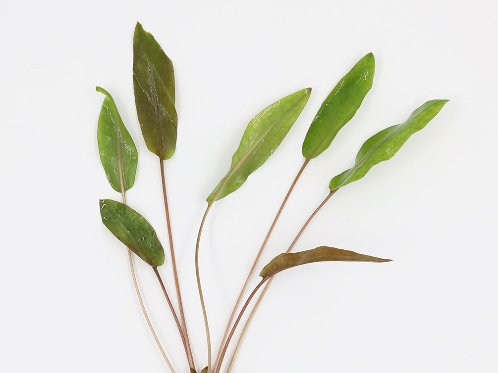 Aquatic Arts Plants BOGO Deals and Value Buys