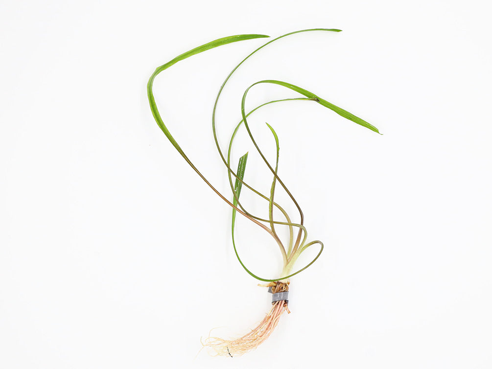 Cryptocoryne Spiralis