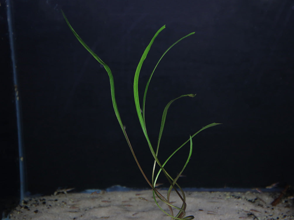 Cryptocoryne Spiralis