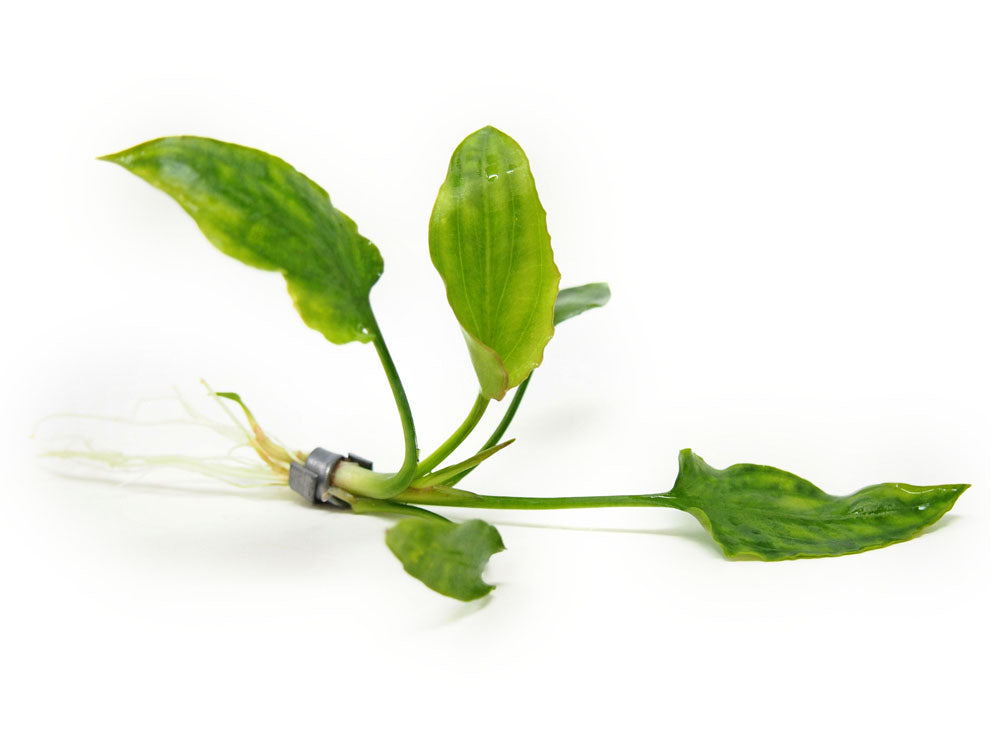 Aquatic Arts Plants BOGO Deals and Value Buys