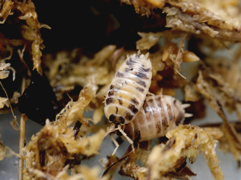 Dairy Cow Isopods (Porcellio laevis)