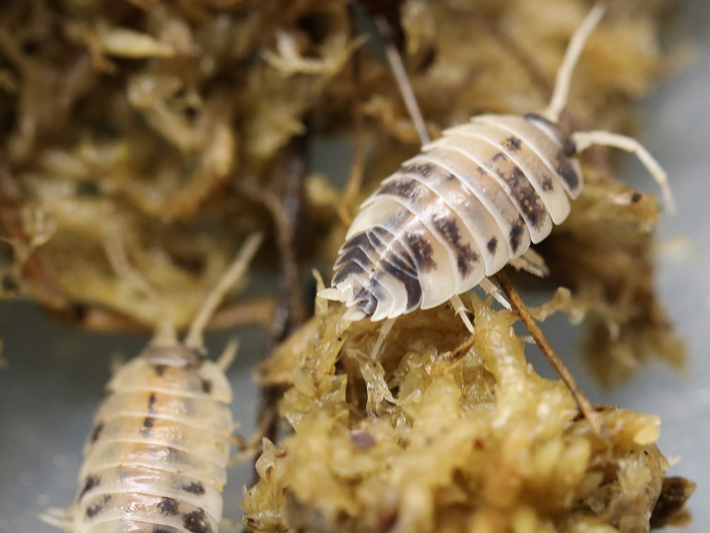 Dairy Cow Isopods (Porcellio laevis)