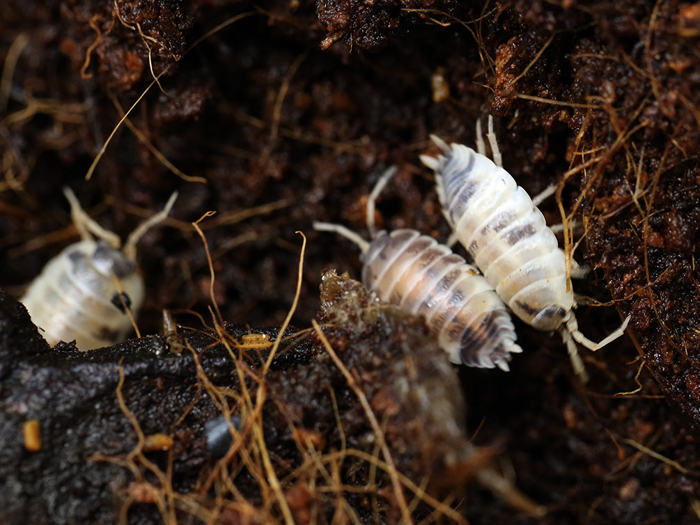 Dairy Cow Isopods (Porcellio laevis)