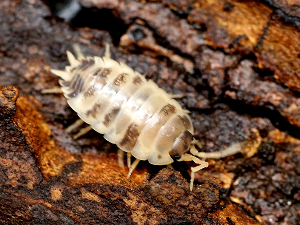 Dairy Cow Isopods (Porcellio laevis)