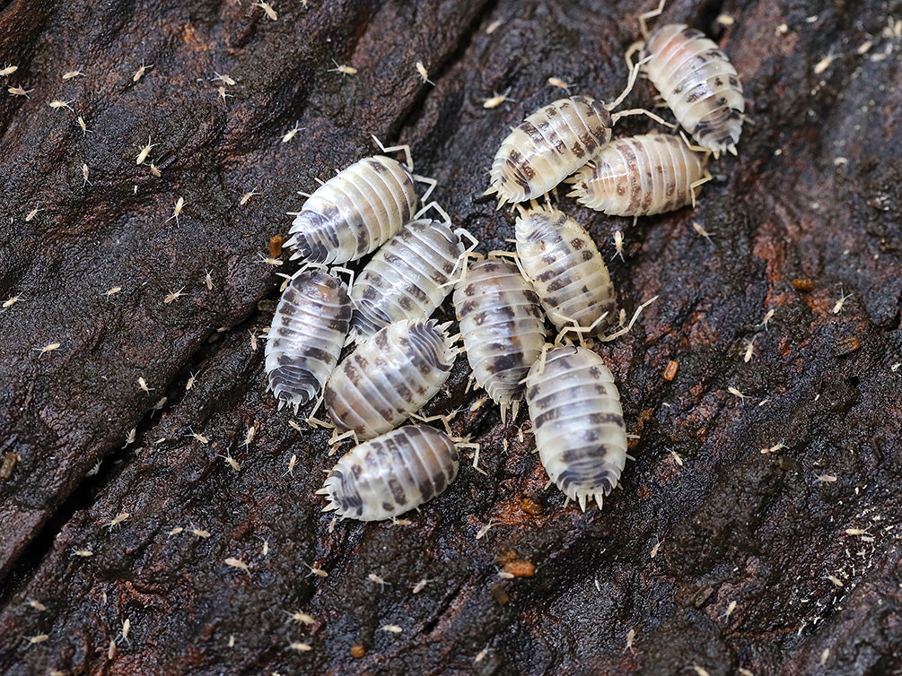 Dairy Cow Isopods (Porcellio laevis)