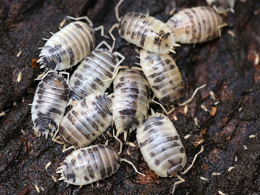 Dairy Cow Isopods (Porcellio laevis)