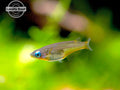 Daisy's Blue Ricefish (Oryzias woworae), LOCALLY BRED! - Aquatic Arts