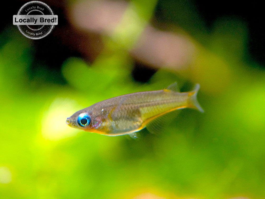 Daisy's Blue Ricefish (Oryzias woworae), LOCALLY BRED!