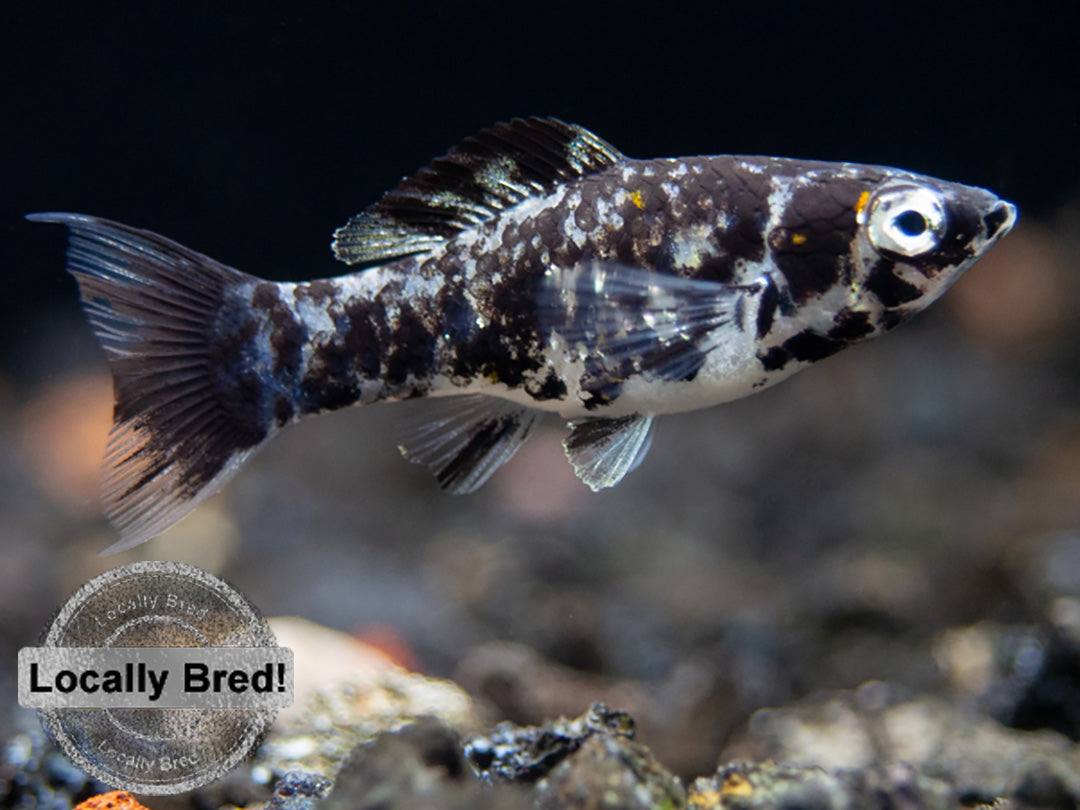 Dalmatian Molly (Poecilia latipinna), Locally-Bred