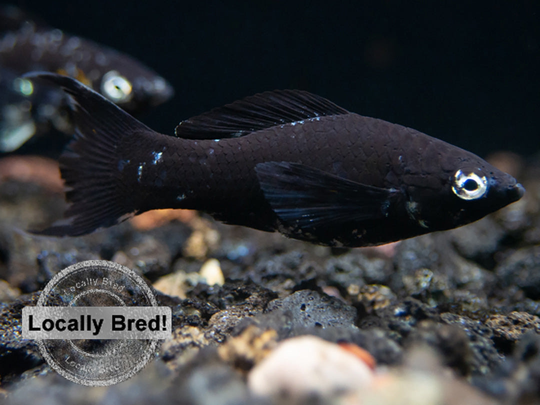 Dalmatian Molly (Poecilia latipinna), Locally-Bred