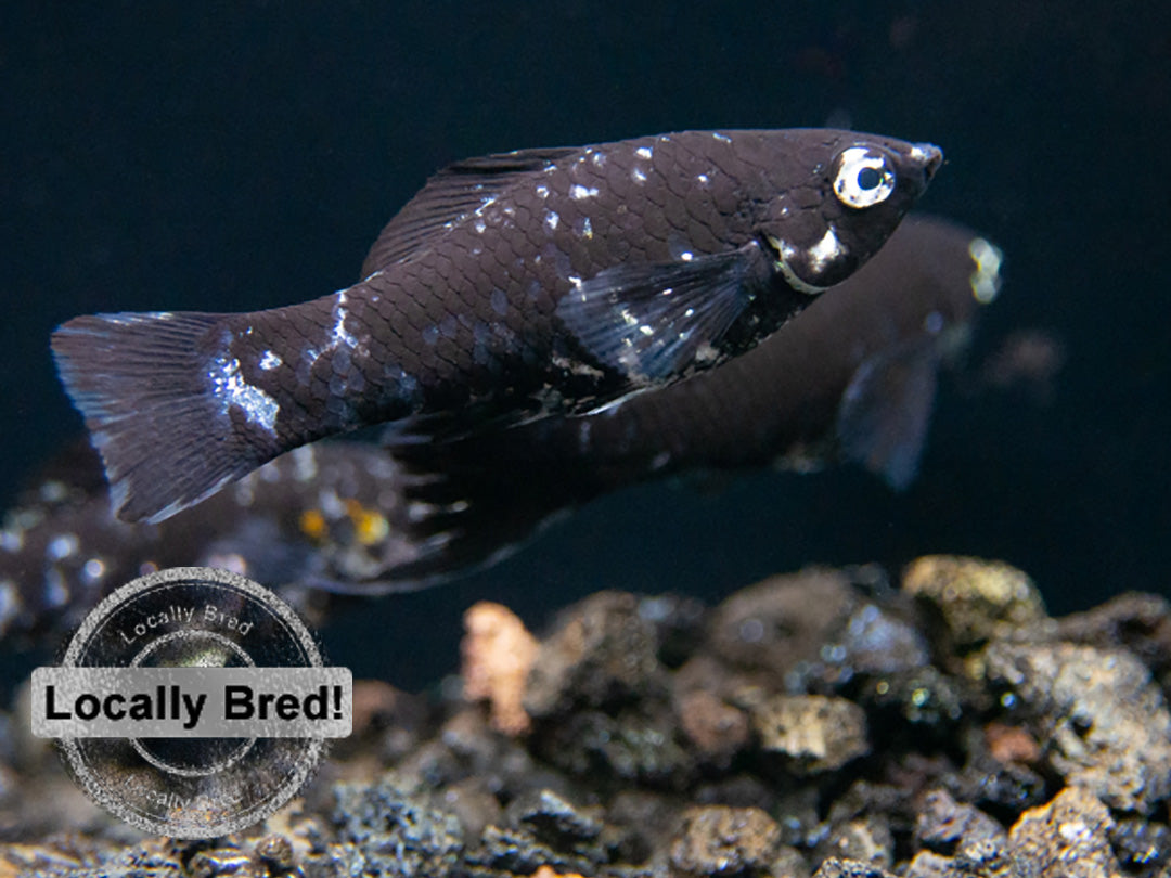 Dalmatian Molly (Poecilia latipinna), Locally-Bred