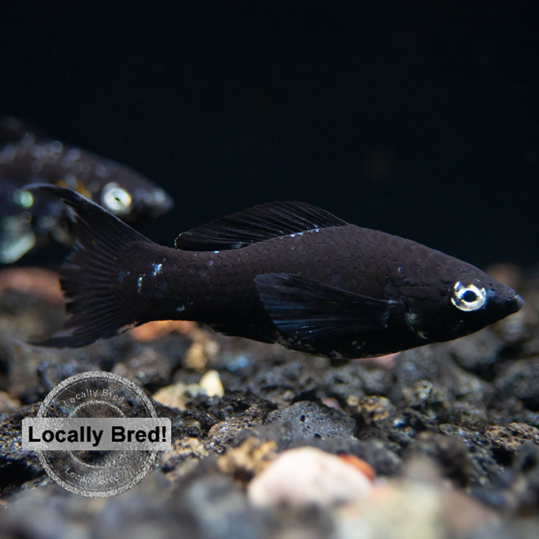 Dalmatian Molly (Poecilia latipinna), Locally-Bred