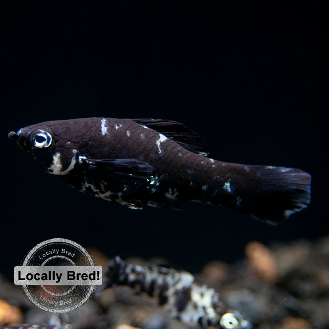 Dalmatian Molly (Poecilia latipinna), Locally-Bred