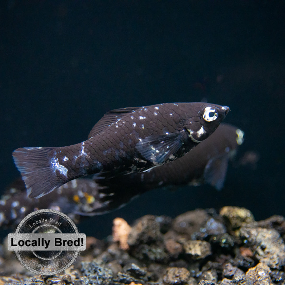 Dalmatian Molly (Poecilia latipinna), Locally-Bred