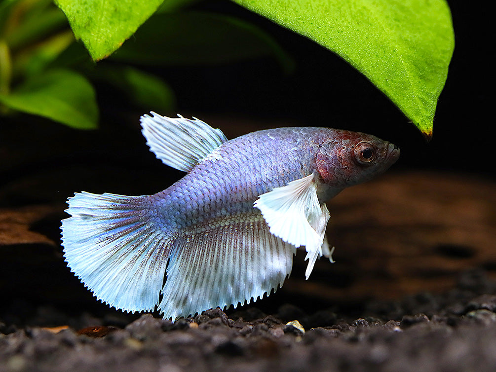 Deluxe Female Halfmoon Dumbo Betta (Betta splendens) - Tank-Bred!