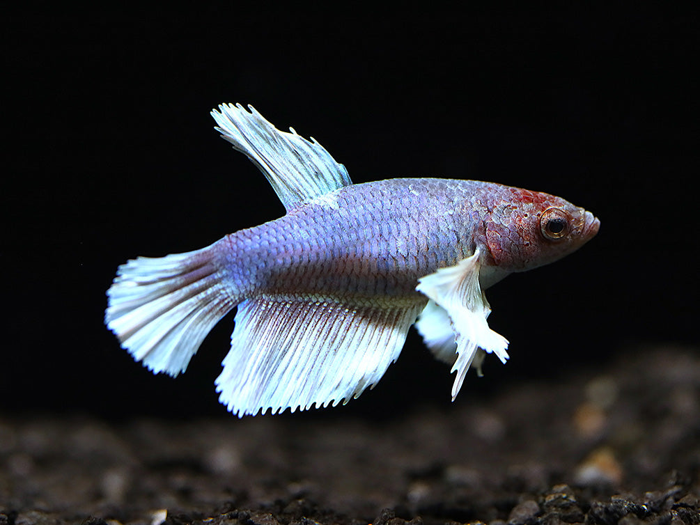Deluxe Female Halfmoon Dumbo Betta (Betta splendens) - Tank-Bred!