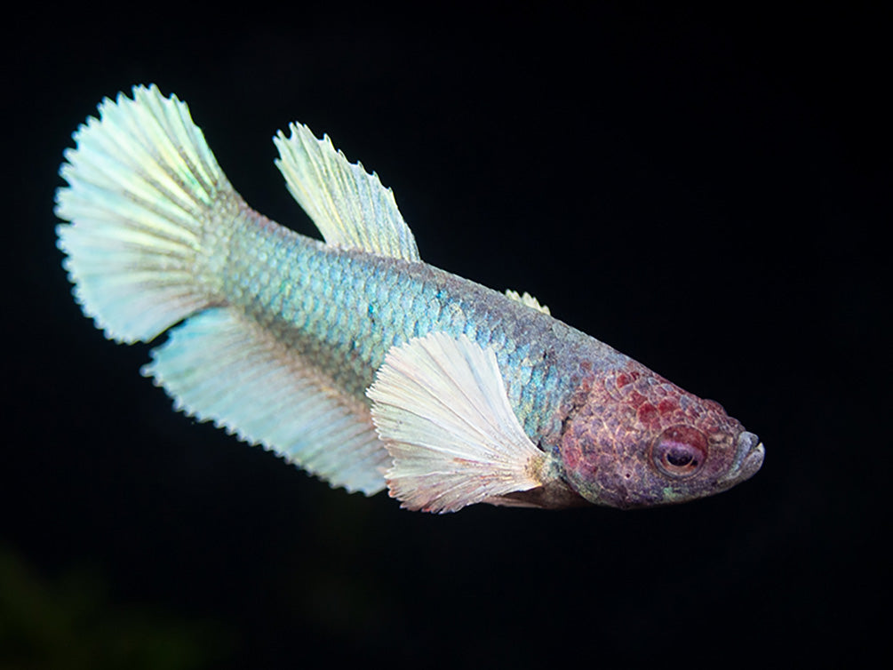 Deluxe Female Halfmoon Dumbo Betta (Betta splendens) - Tank-Bred!