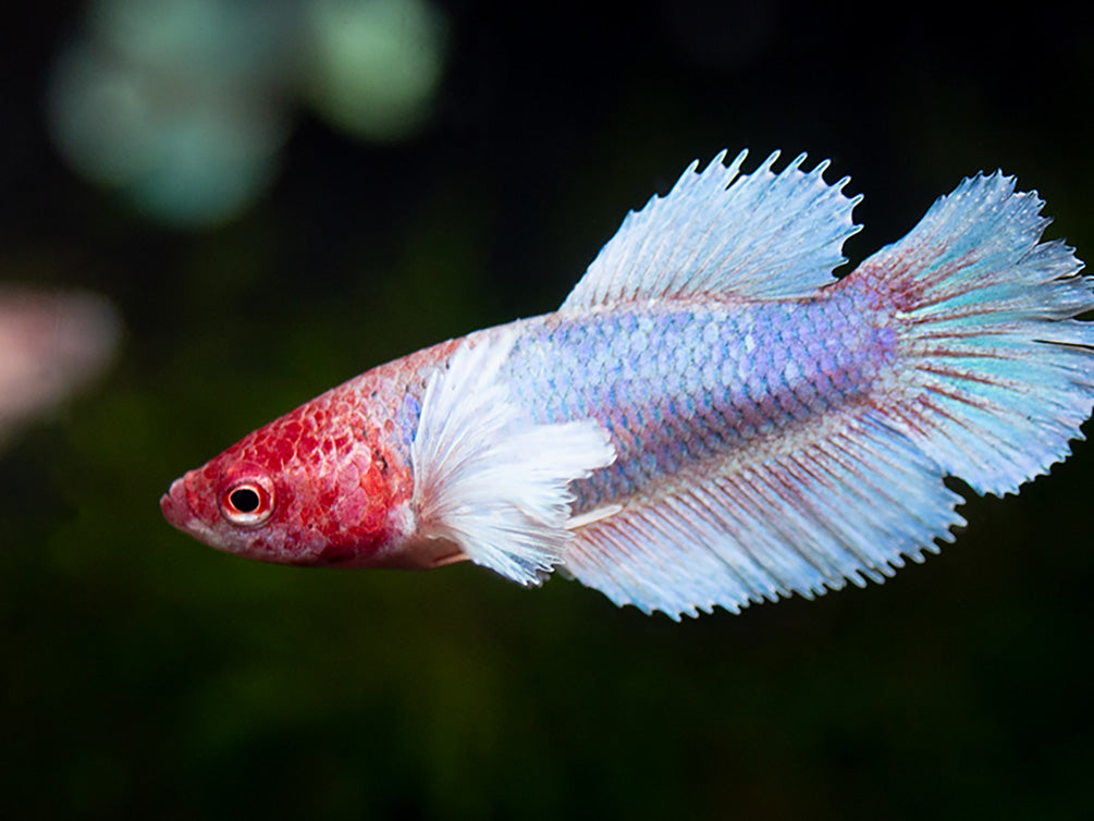 Lavender Dumbo Halfmoon Betta (Betta splendens), Male Aquatic Arts