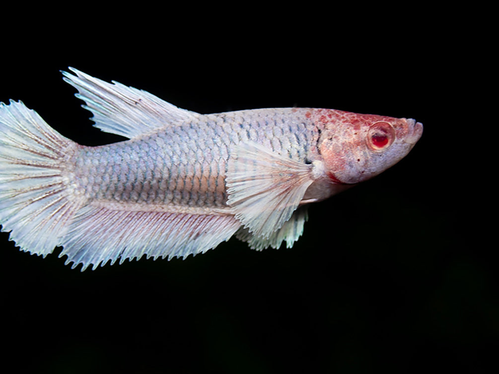 Deluxe Female Halfmoon Dumbo Betta (Betta splendens) - Tank-Bred!