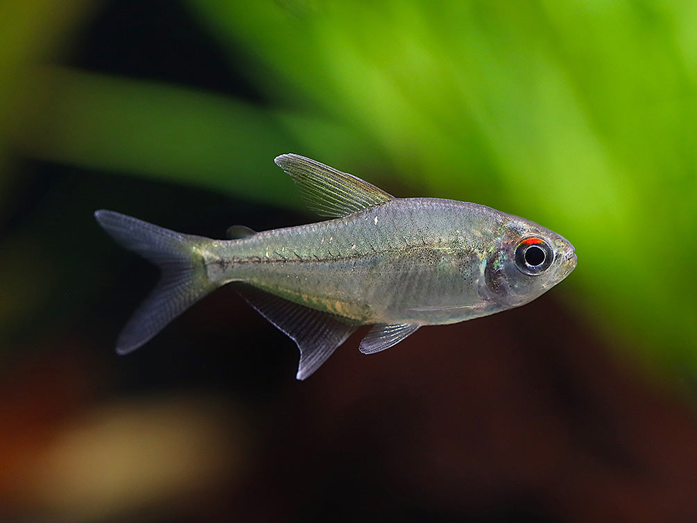 Diamond Tetra (Moenkhausia pittieri) - Tank-Bred!