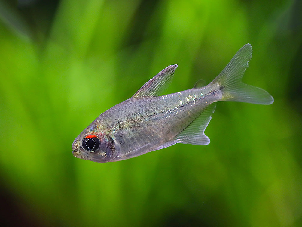 Diamond Tetra (Moenkhausia pittieri) - Tank-Bred!