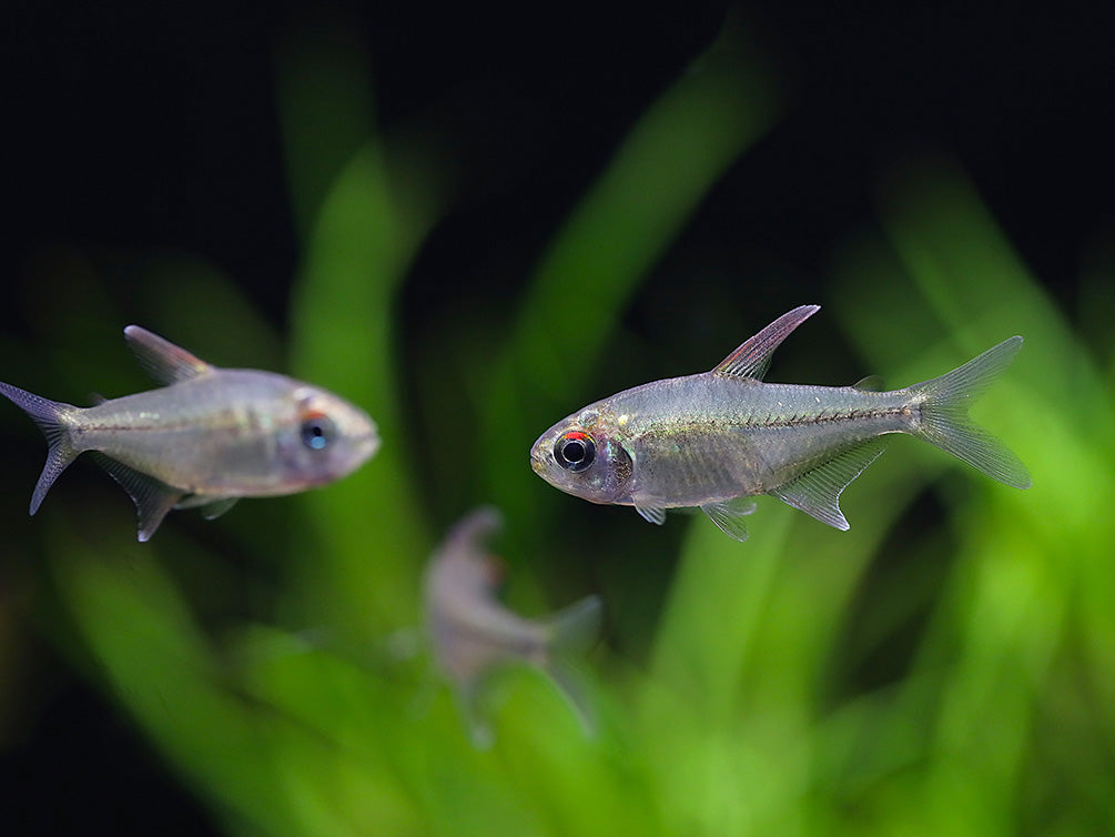 Diamond Tetra (Moenkhausia pittieri) - Tank-Bred!