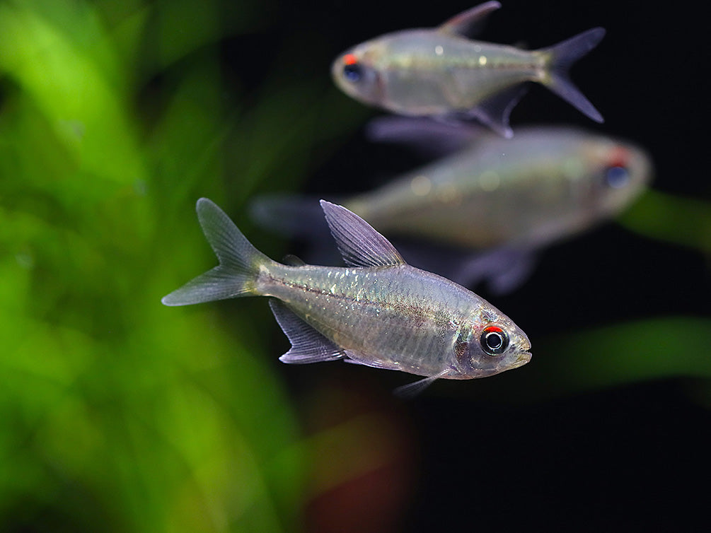 Diamond Tetra (Moenkhausia pittieri) - Tank-Bred! - School of 3