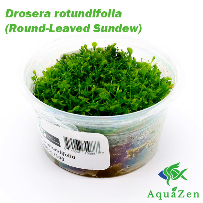 Drosera rotundifolia (Round-Leaved Sundew) - Tissue Culture