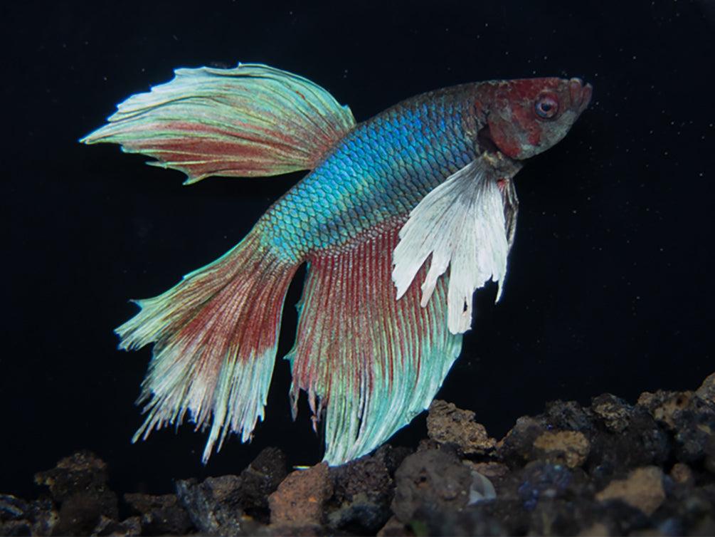 Assorted Dumbo Halfmoon Betta (Betta splendens) - Tank-Bred!