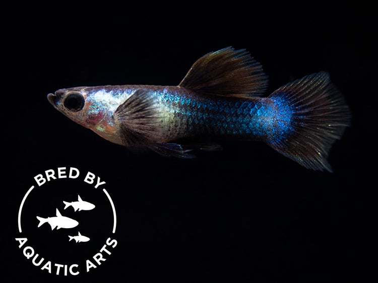 Dwarf Blue Panda Guppy for sale