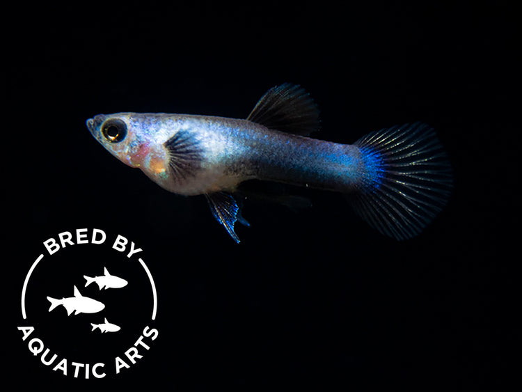 Dwarf Blue Panda Guppy for sale