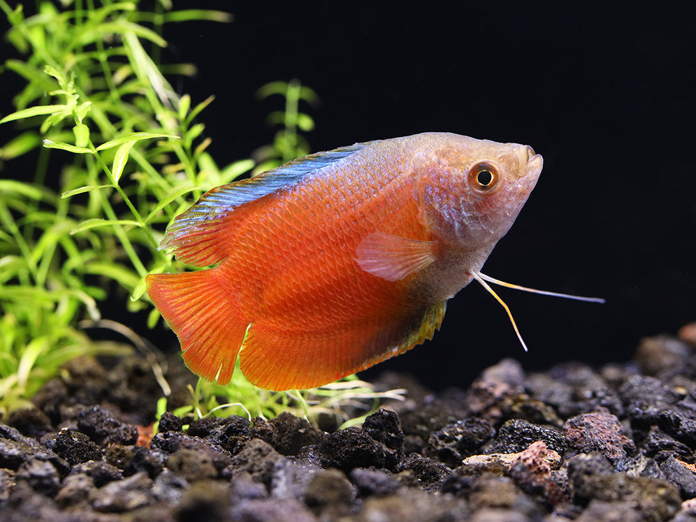 Flame Dwarf Gourami (Trichogaster lalius) – Tank Bred