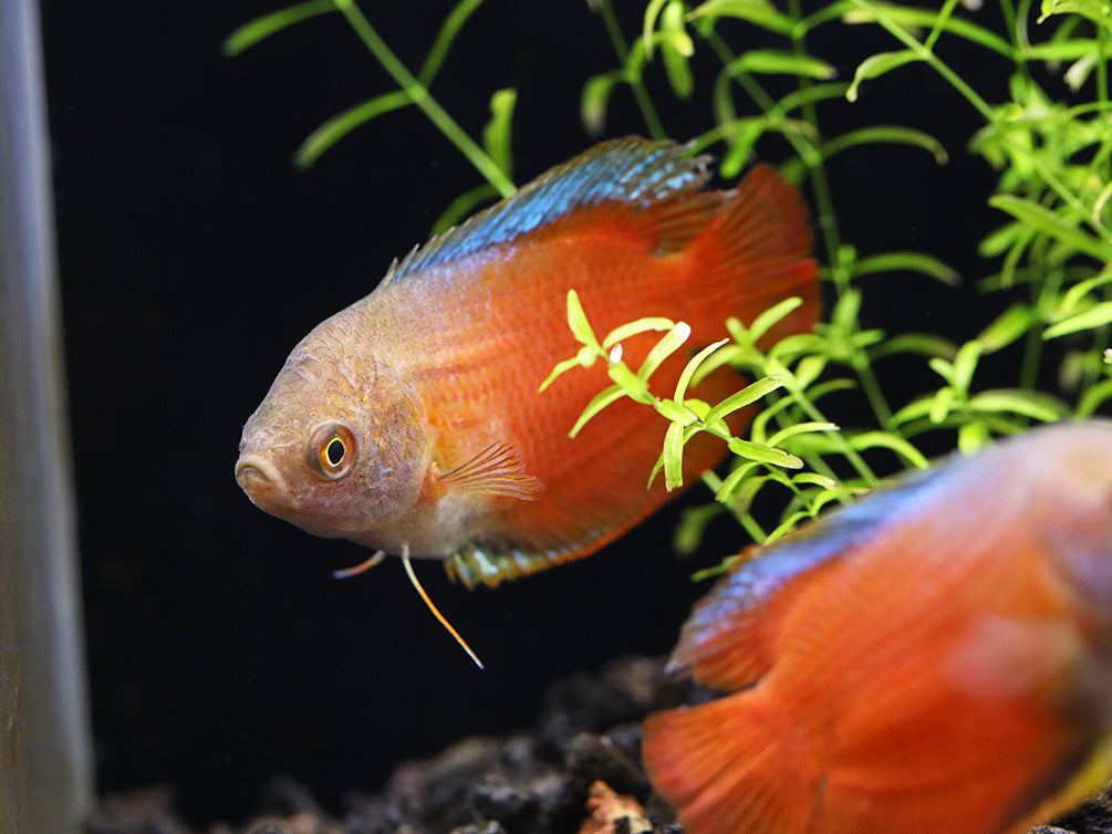 Flame Dwarf Gourami (Trichogaster lalius) – Tank Bred