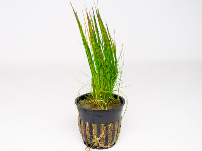 Dwarf Hairgrass (Eleocharis parvula)