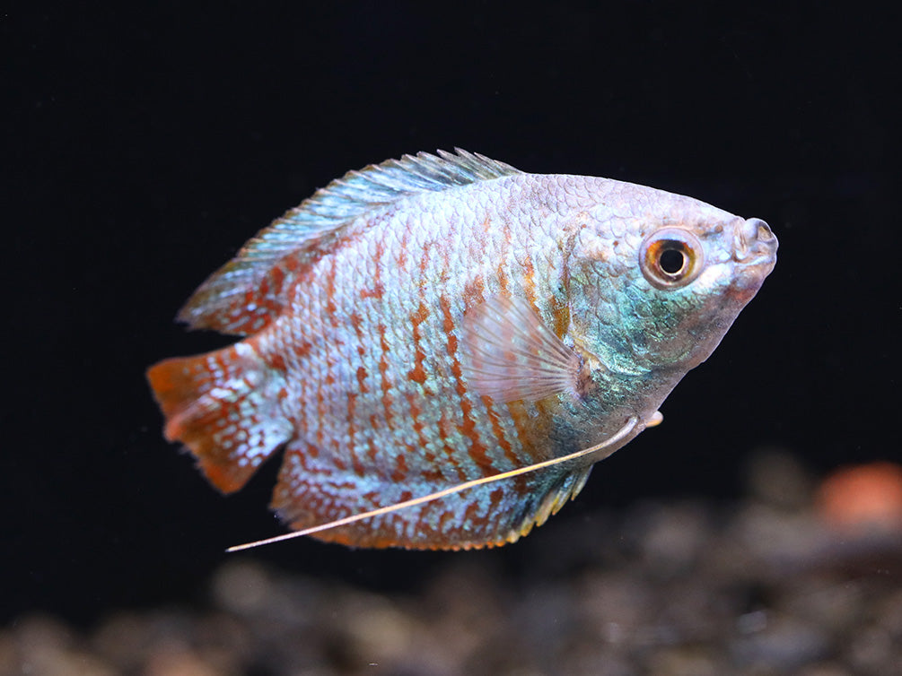 Neon Blue Dwarf Gourami (Trichogaster lalius) – Tank Bred