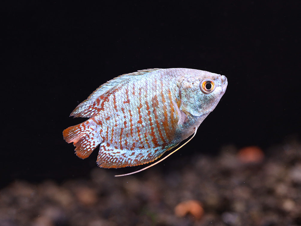 Neon Blue Dwarf Gourami (Trichogaster lalius) – Tank Bred