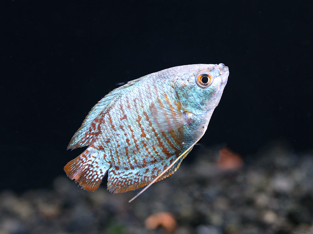 Neon Blue Dwarf Gourami (Trichogaster lalius) – Tank Bred