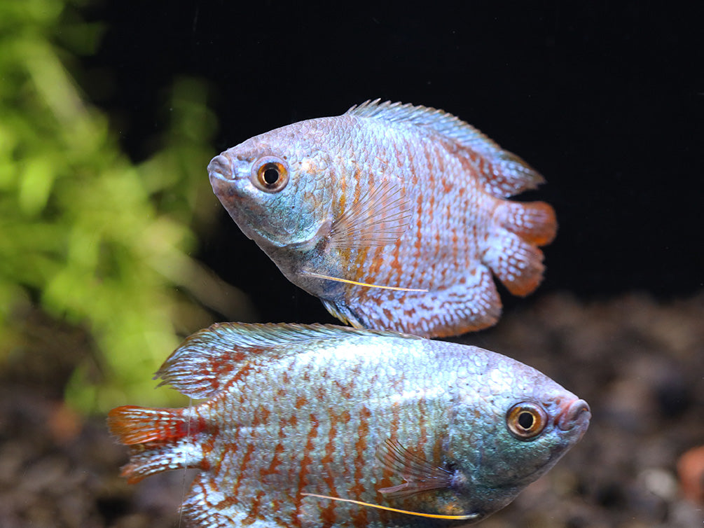 Neon Blue Dwarf Gourami (Trichogaster lalius) – Tank Bred