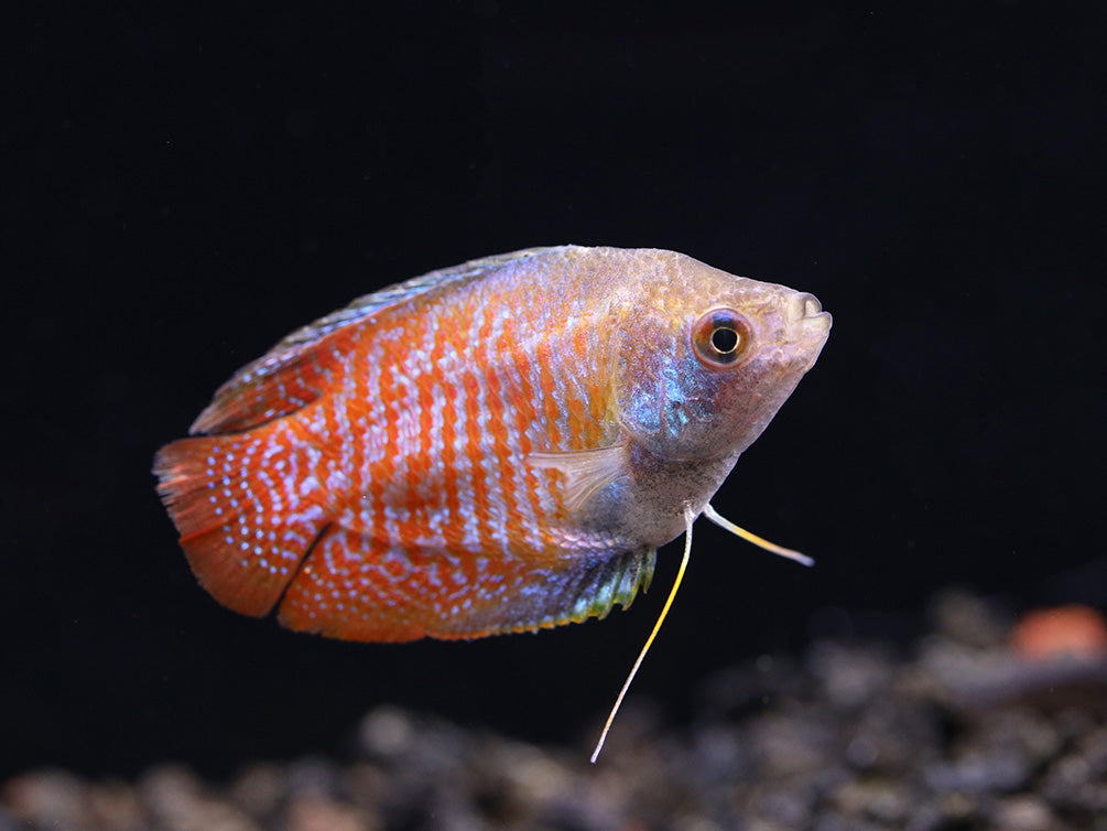 Dwarf Gourami (Trichogaster lalius) - Tank-Bred!