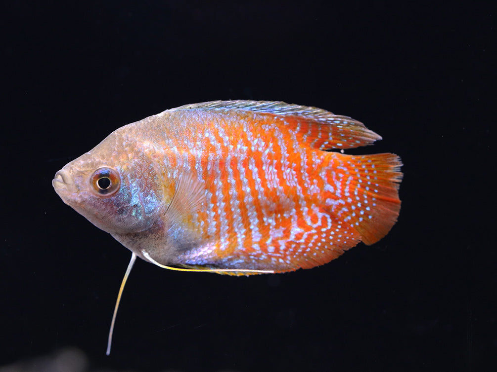 Dwarf Gourami (Trichogaster lalius) - Tank-Bred!