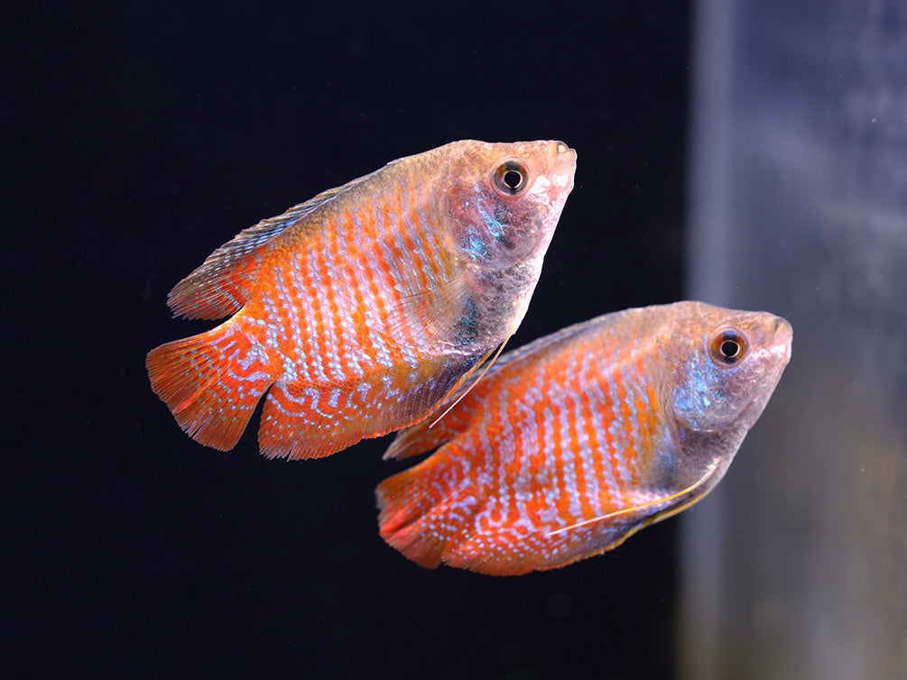 Dwarf Gourami (Trichogaster lalius) - Tank-Bred!