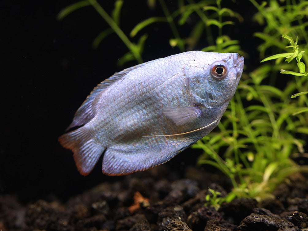 Powder Blue Dwarf Gourami (Trichogaster lalius) – Tank Bred