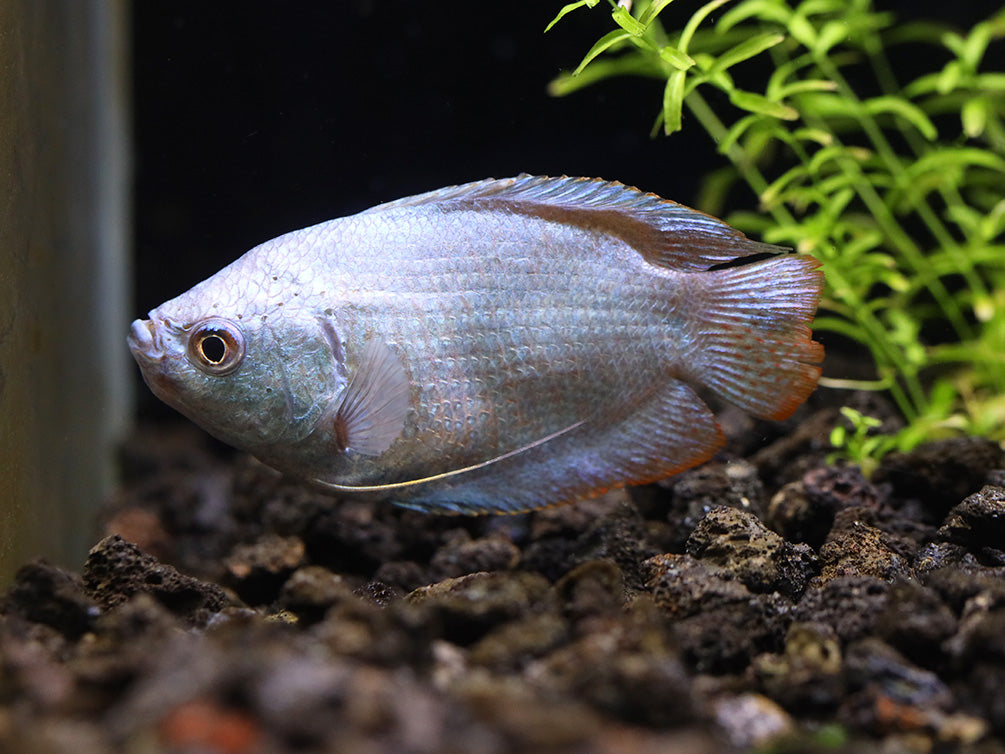 Powder Blue Dwarf Gourami (Trichogaster lalius) – Tank Bred