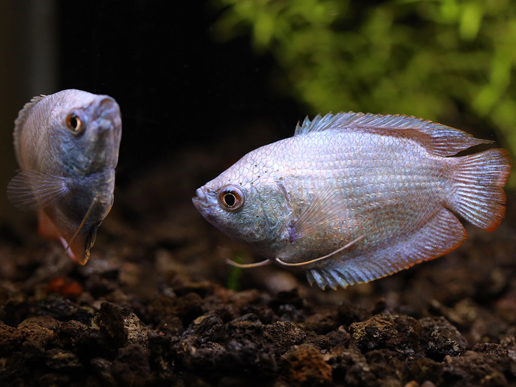 Powder Blue Dwarf Gourami (Trichogaster lalius) – Tank Bred