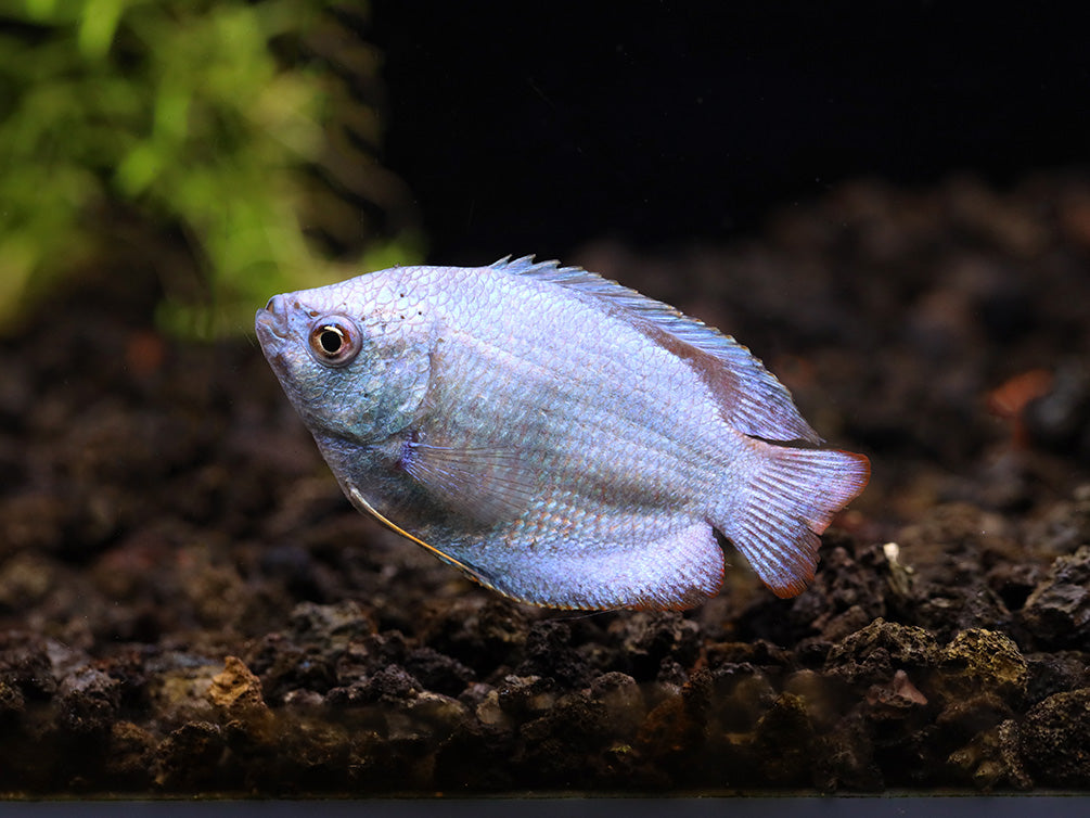 Powder Blue Dwarf Gourami (Trichogaster lalius) – Tank Bred