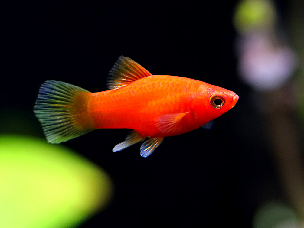 Dwarf Red Coral Platy (Xiphophorus maculatus) - Tank-Bred!